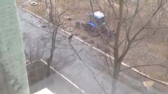 Снимала собаку а сняла ржаку)