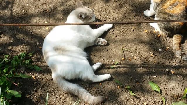 Кошки. Кошачьи игры. смотреть онлайн