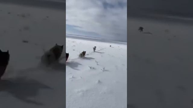 Охота. Волк 2020год смотреть онлайн