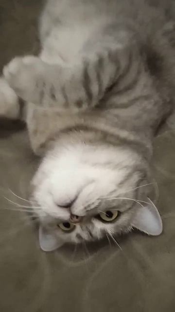 А за счастьем очередь большая? 🙂#sunset #питомцы #юмор #приколы #sorts #пртколысживотными#cat #кошк смотреть онлайн