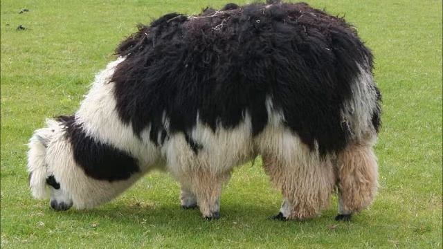 Techno Song 1 (alpaca mix) смотреть онлайн