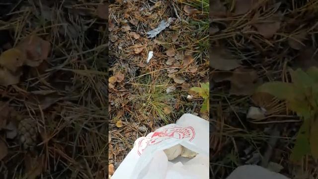 ясный солнечный осенний день, мы в лесу с дочей. смотреть онлайн