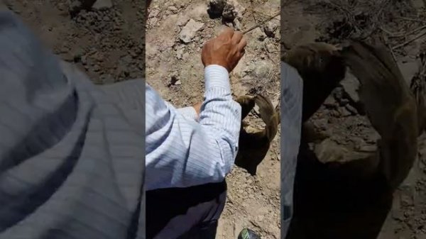 Удачная рыбалка  Туркестана на змей галов