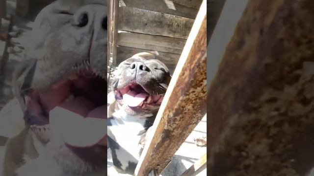 Мухомор снимает боль! Спина не болит! Скажи нет защемлению ! Грыжа прошла? Лучшей обезбол смотреть онлайн