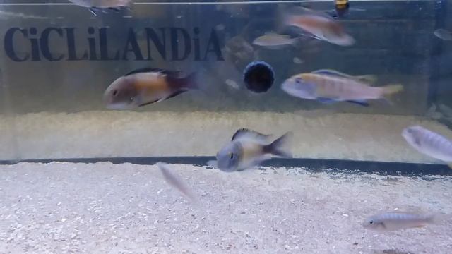 Flavus смотреть онлайн