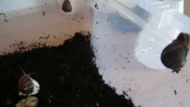 Pet Snails (Helix Aspersa/Cornu Aspersa) смотреть онлайн