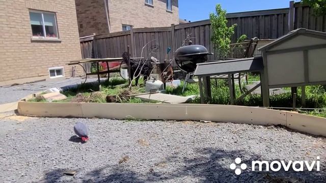 Всё ещё гуляем во дворе с Роником и Сеней и летаем. смотреть онлайн