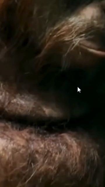 Орангутан пилит дерево! #животные #дикаяприрода #животныймир #shortvideo #природа #обезьяна смотреть онлайн