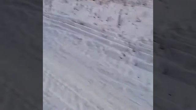 Прогулка с собаками смотреть онлайн