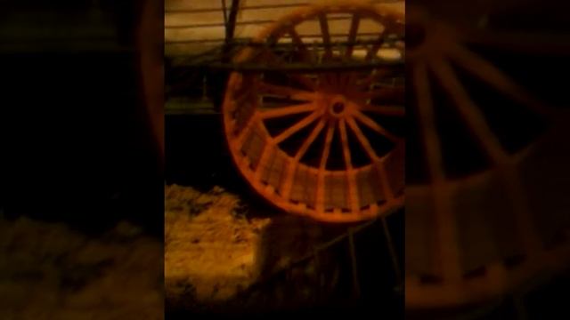 Джунгарский хомячок....