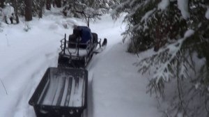 Охота на лисицу капканами. сезон 24-25г. / ПЕРВЫЙ ЛИС СЕЗОНА.