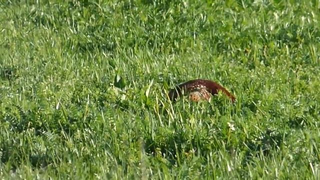 Фазан в природе.