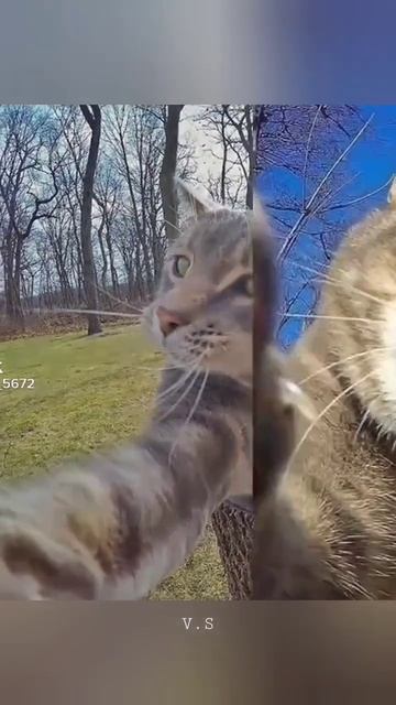 Селфи с корешами 🐱 🐕 смотреть онлайн