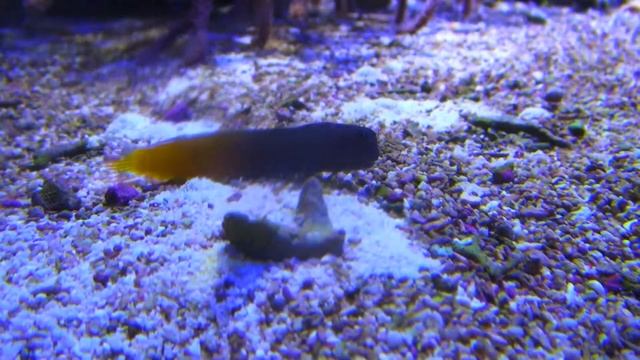 フタイロカエルウオ　Bicolored blenny　Ecsenius bicolor смотреть онлайн