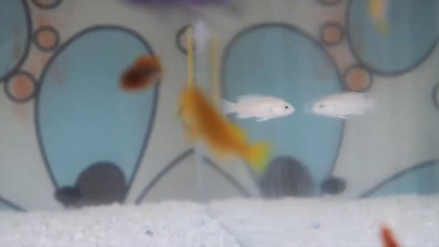 Мелочь малавийцев 2-3см смотреть онлайн