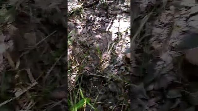 С сыном за грибами. смотреть онлайн