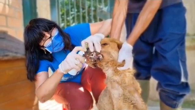 Тбилиси 🇬🇪 Грузия Приют Тамаза Элизбарашвили 🐕 💌 🍀 🙏 Paypal : Elizbarashvilidog@yahoo.com смотреть онлайн