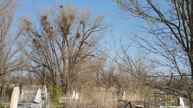 Тараз 2021 Вороны смотреть онлайн