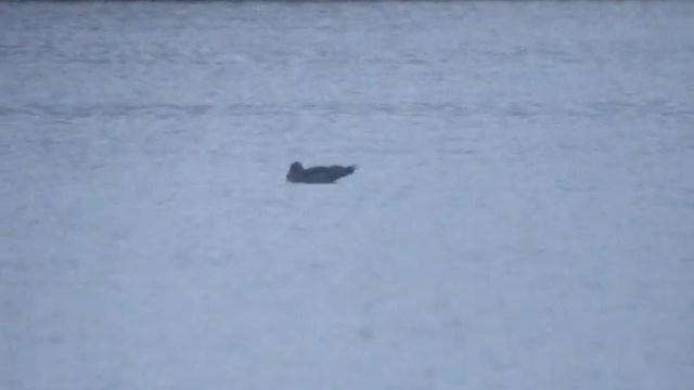 ARCTIC SKUA J Kunice 25 11 2014 смотреть онлайн