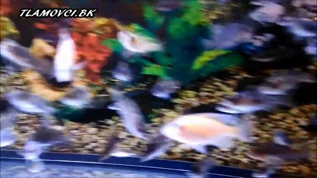 Aulonocara ob „Marmelade“ смотреть онлайн