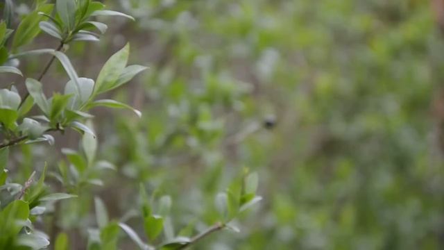 Nikon D5100 Full HD Focus Test With  18-105mm Lens