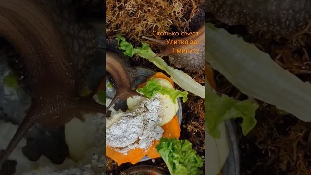 #улитки #ахатины #африканскаяулитка #улиткаахатина #ахатинафулика смотреть онлайн