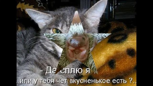 Смешные животные . ВИДЕО ДОСТОЙНО ЛАЙКА смотреть онлайн