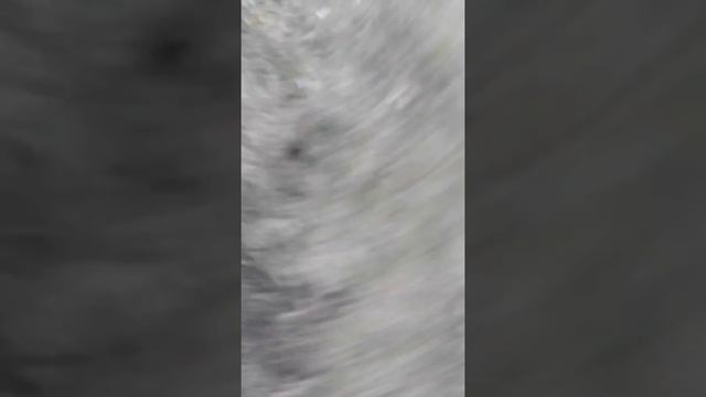 Збирання печериць N 1