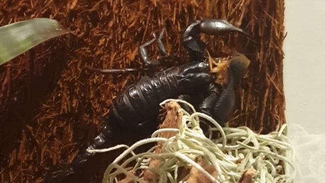 Asian Forest Scorpion Care + Clips смотреть онлайн