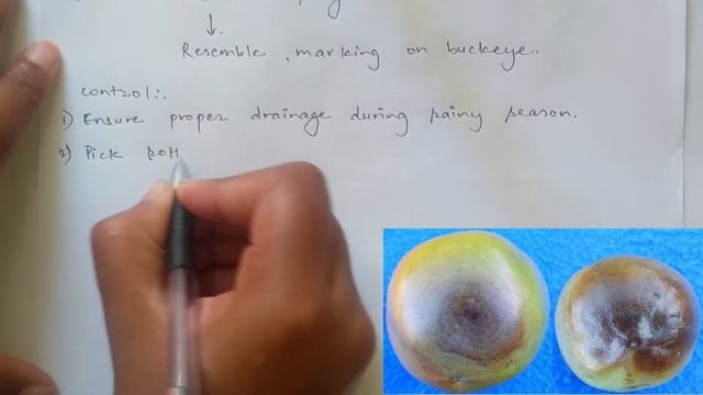 Diseases of Tomato || Bacterial, Fungal & Viral Disease || Easy explanation || KU Bsc Ag || 3rd sem смотреть онлайн