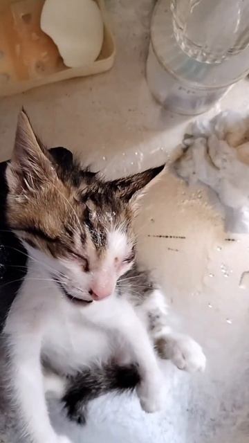 kitten eye infection meowing loudly for help & Removed bottfly смотреть онлайн