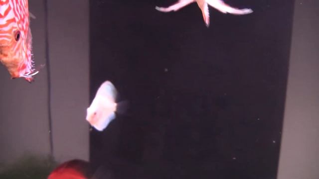 Discus Day 65 07 20 003 смотреть онлайн