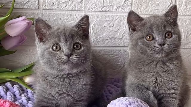 Feja and Freya 💕 Two British Shorthair kittens 0 - 3 months смотреть онлайн