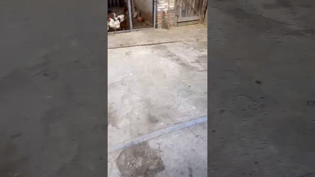 Кури несутся, утки седят. Моё хозяйство. смотреть онлайн