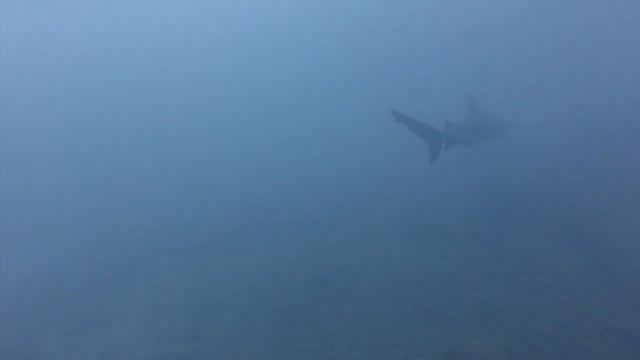 Bull Sharks and More - Diving in Palm Beach смотреть онлайн