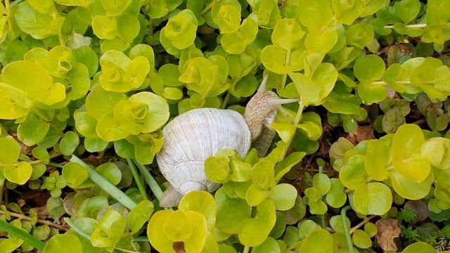 Виноградная улитка. Улитка близко. Дачный участок в Германии. 4K 3840x2160 (60fps) видео смотреть онлайн