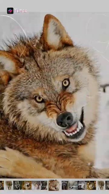 Осень разорвался ядерный гриб