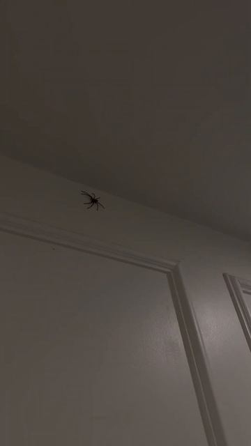 Большой паук залез в дом смотреть онлайн