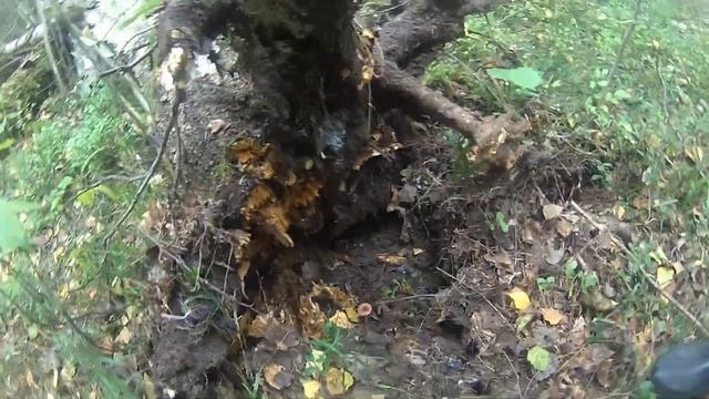 Грибы отакуют