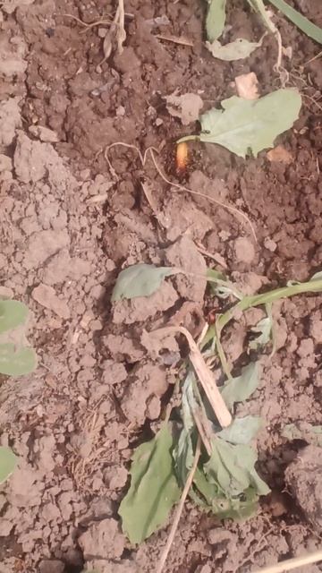 Муравьи тоже полезны в саду. смотреть онлайн