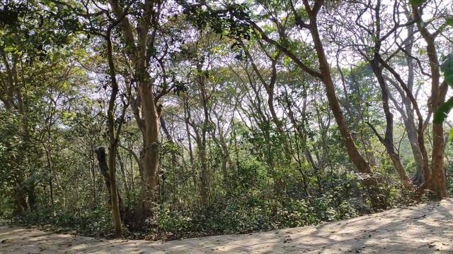 কুলিক পক্ষীনিবাস | Kulik wildlife sanctuary | Kulik Bird Sanctuary | Raiganj | Rintu Art Studio | смотреть онлайн