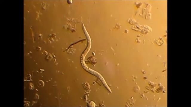 Паразитичні личинки (parasitic larvae) смотреть онлайн