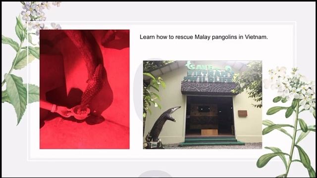 Speech video by CBCGDF Pangolin Girl Team смотреть онлайн