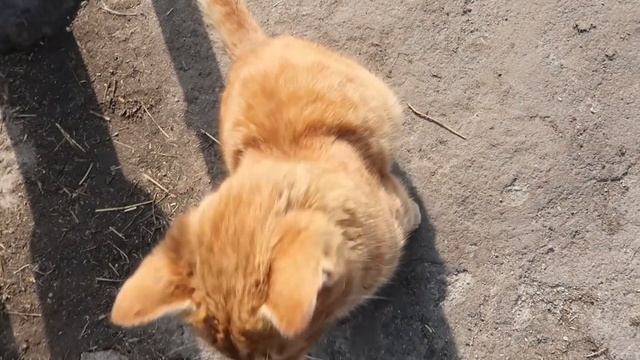 VLOG Кто родился у моей мамы ? Садим картошку. смотреть онлайн