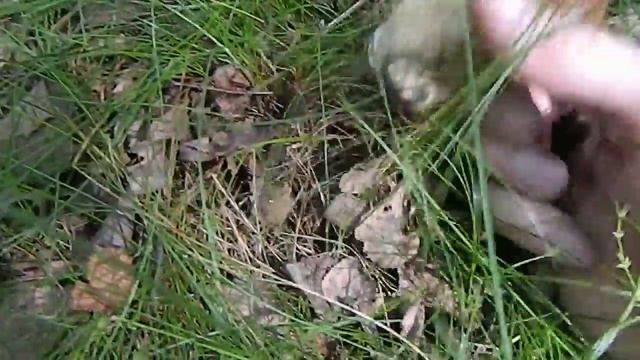 на охоту за белыми грибами