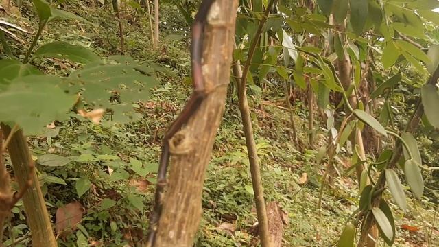 cultivo de vainilla daños смотреть онлайн