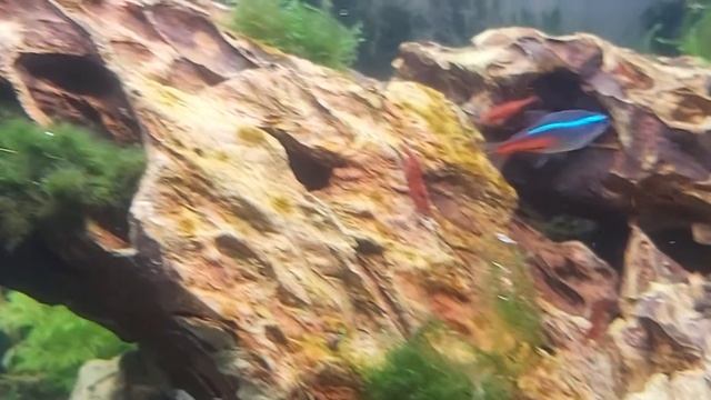 layout acquascape iwagumi Dragon rock community aquarium: caridine, neon fish, rasbora смотреть онлайн
