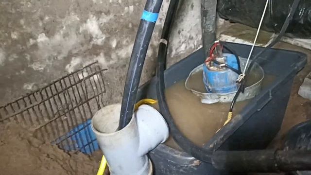 абессинка в доме