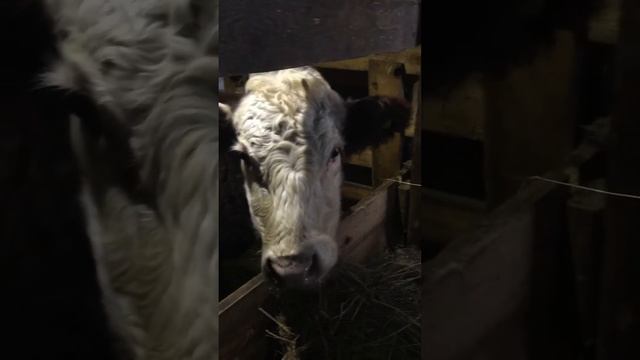 Предновогоднее пополнение, перед годом Быка. Декабрь 2020 г. смотреть онлайн