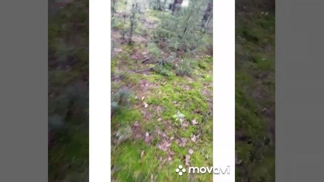 Коротенький поход по лесу и минутка полезной информации#жизньвбеловежскойпуще